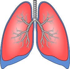 lungs