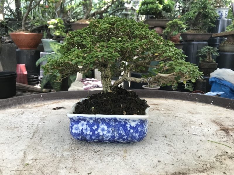 Price of Bonsai In The Philippines