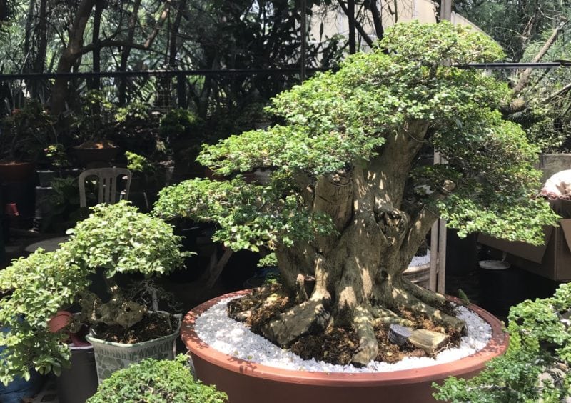 Price of Bonsai In The Philippines