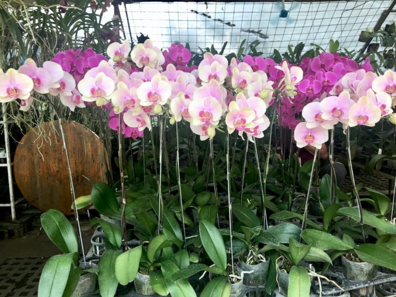 Phalaenopsis Orchids In Quezon City Circle