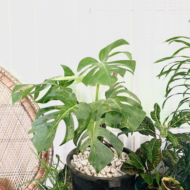 Monstera deliciosa Price Philippines