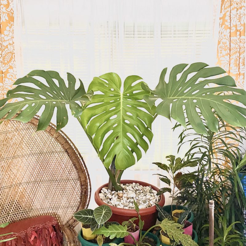 Monstera deliciosa Price Philippines
