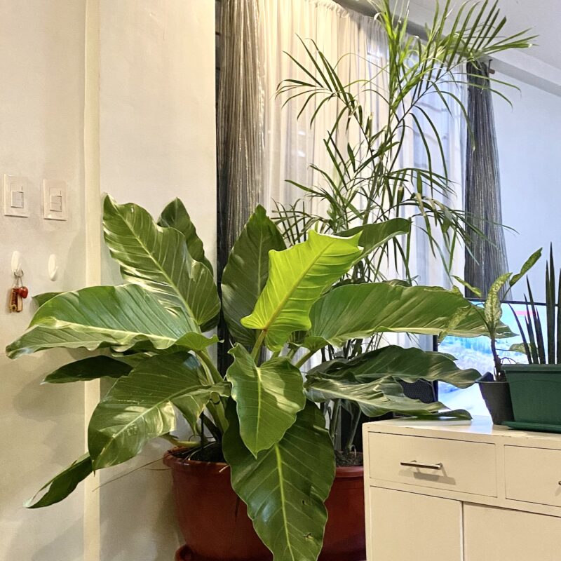 Poisonous Indoor Plants Philippines
