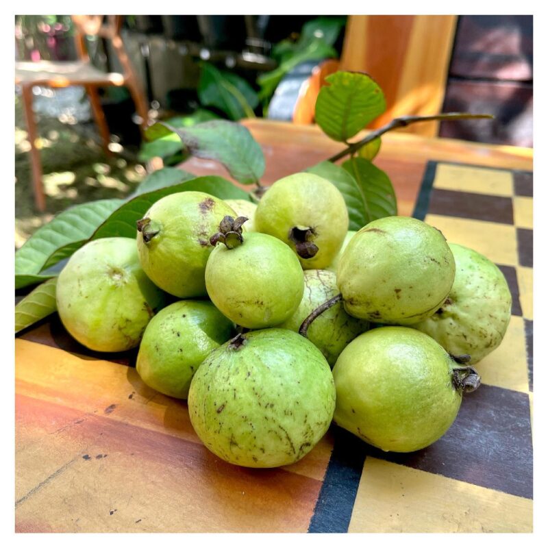Can I Give Guava To My Baby
